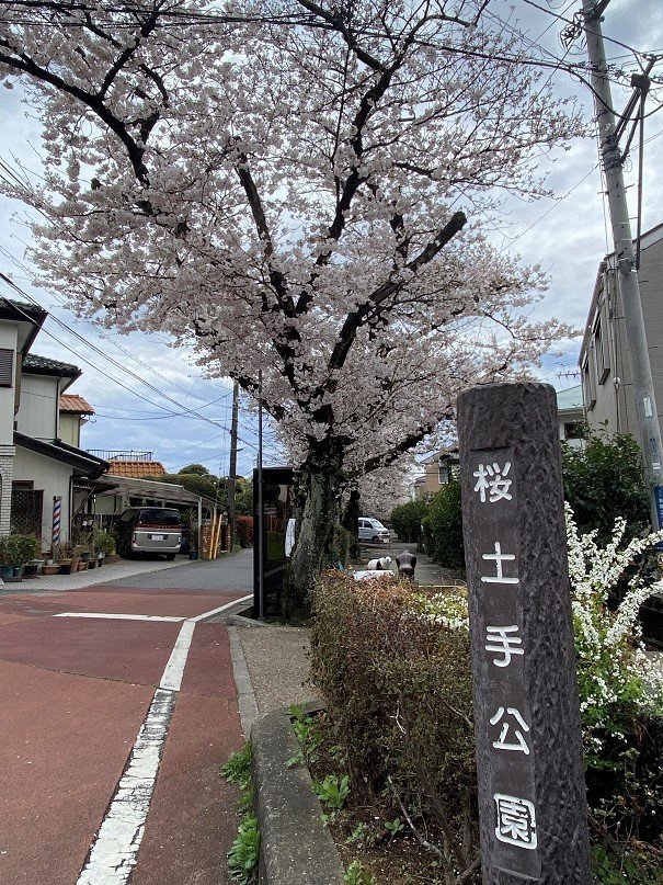 桜12